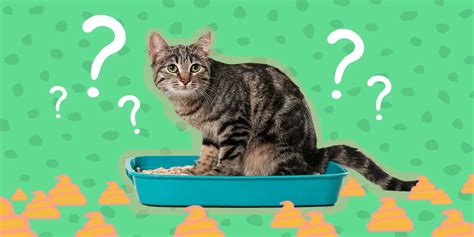 特定処遇改善加算 要件: なぜ猫は宇宙を支配しないのか？